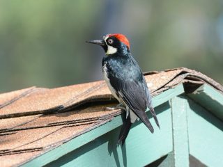 Why James Hardie Is Metro West’s Ultimate Pest-Proof Siding