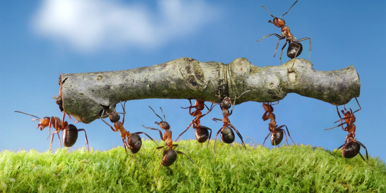 How We Execute Your Job With “Ant Colony” Efficiency